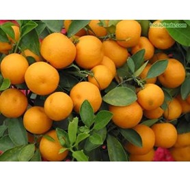 Chinese Orange Plant